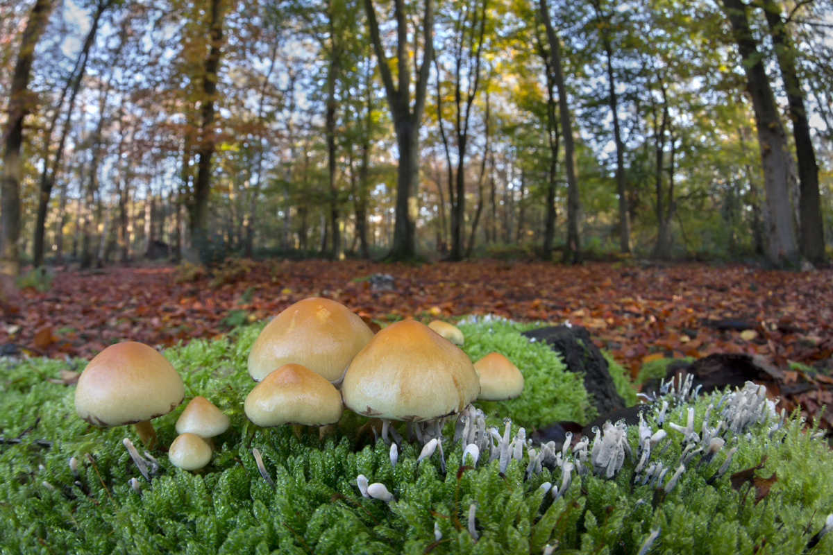 Sulphur Tuft wideangle 1